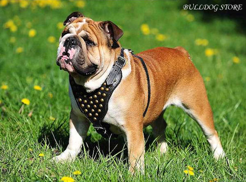 Dog harness for on sale english bulldog